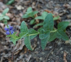 Veronica steppacea