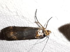 Pterothrixidia rufella