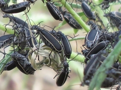 Epicauta cinctipennis