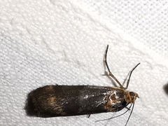 Pterothrixidia rufella