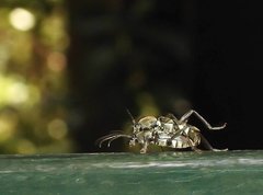 Chlorophorus reductus