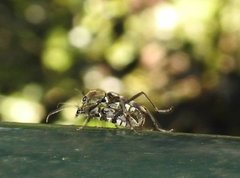 Chlorophorus reductus