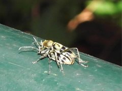 Chlorophorus reductus