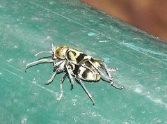 Chlorophorus reductus