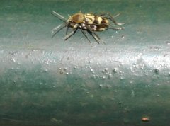 Chlorophorus reductus