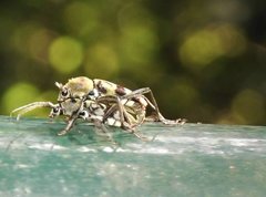 Chlorophorus reductus