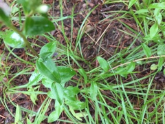 Sericocarpus asteroides