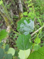 Phyllocnistis labyrinthella