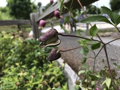 Clematis viorna