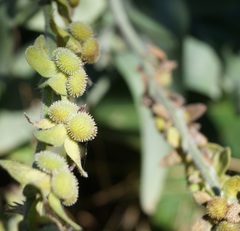 Cynoglossum creticum