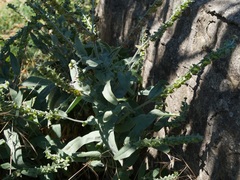 Cynoglossum creticum