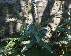 Cynoglossum creticum