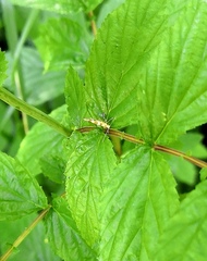 Argyresthia goedartella