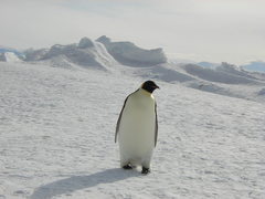 Aptenodytes forsteri