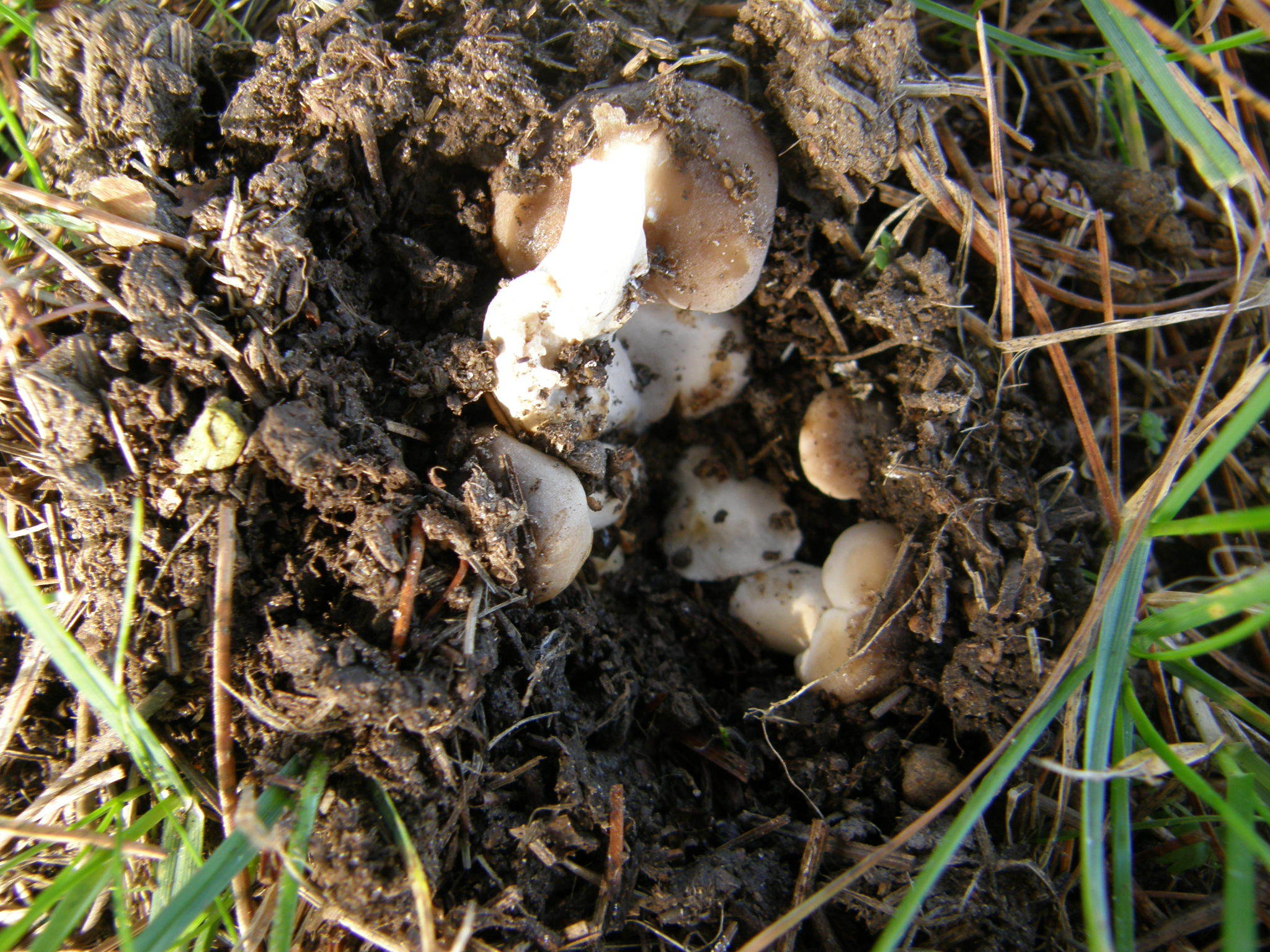 Russula amoenolens image