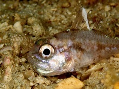 Ostorhinchus hoevenii