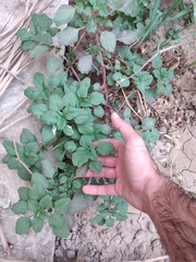 Magnoliopsida
