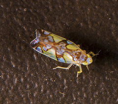 Protalebrella conica