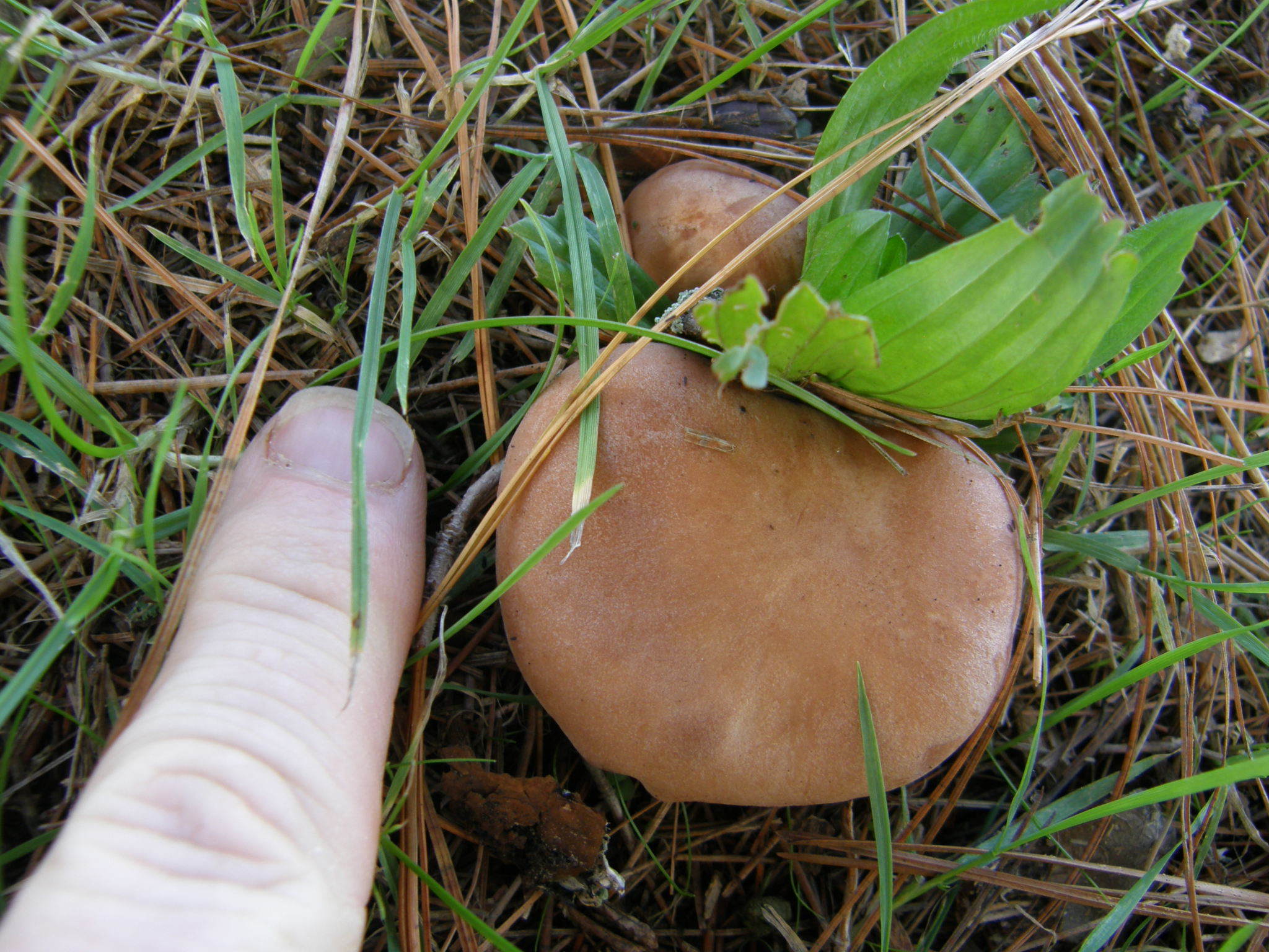 Clitopilus piperitus image