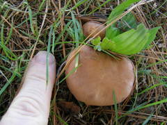 Rhodocybe piperita