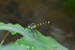 Merogomphus vandykei
