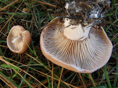 Rhodocybe piperita