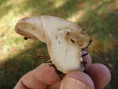 Rhodocybe piperita