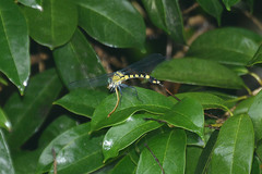 Merogomphus vandykei