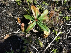 Nepenthes gymnamphora