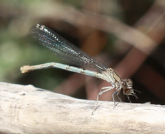 Argia emma