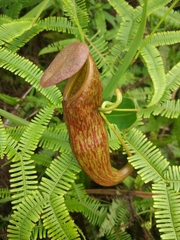 Nepenthes gymnamphora