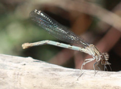 Argia emma