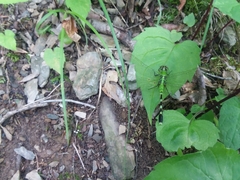 Erythemis simplicicollis