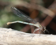 Argia emma