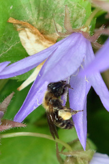 Andrena bicolor