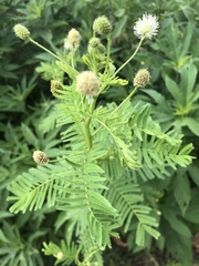 Desmanthus illinoensis