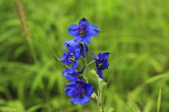 Delphinium malabaricum