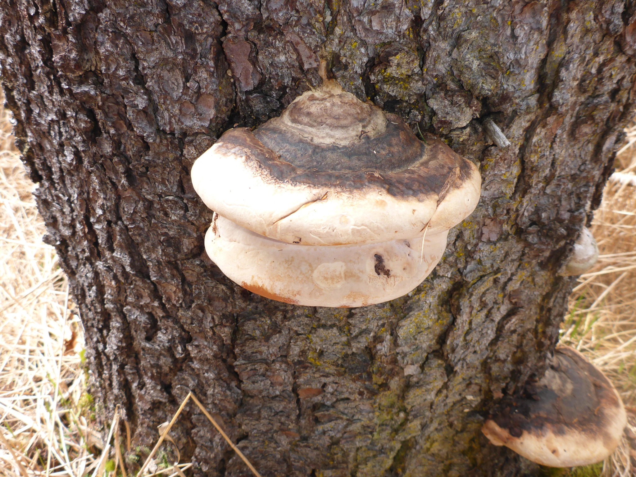 Fomitopsis ochracea image