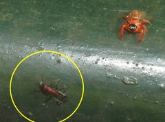 Dilobocondyla fouqueti