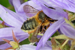 Megachile willughbiella