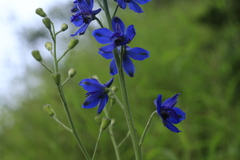 Delphinium malabaricum
