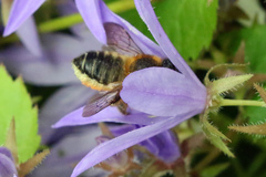 Megachile willughbiella