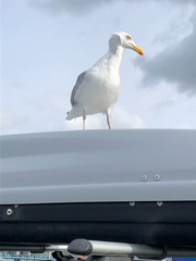 Larus argentatus