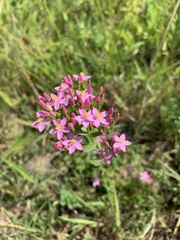 Centaurium erythraea