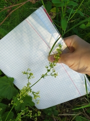 Galium × pomeranicum