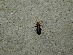 Neopyrochroa flabellata