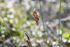 Anthoxanthum monticola