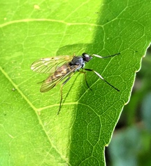 Rhagio maculatus