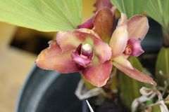 Bifrenaria tyrianthina