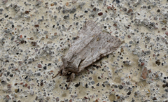 Lacinipolia patalis